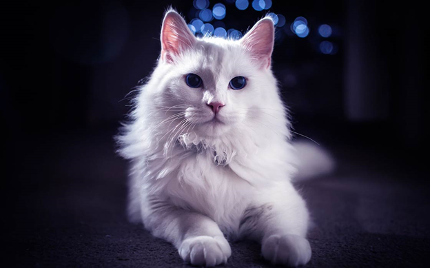 photo_beautiful_cat